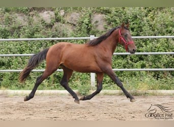 PRE, Hengst, 3 Jahre, 157 cm, Brauner