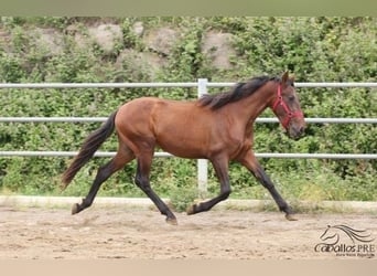 PRE, Hengst, 3 Jahre, 157 cm, Brauner