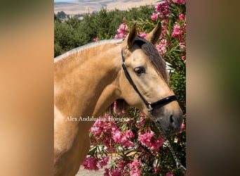PRE Mix, Hengst, 3 Jahre, 157 cm, Buckskin
