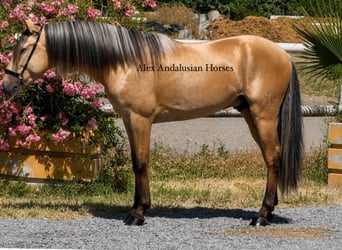 PRE Mix, Hengst, 3 Jahre, 157 cm, Buckskin