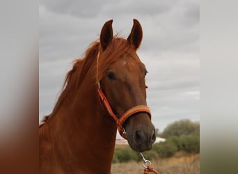 PRE, Hengst, 3 Jahre, 157 cm, Fuchs