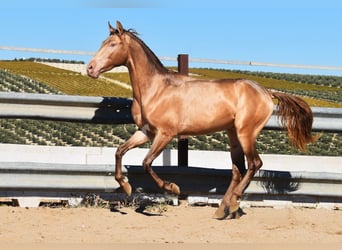 PRE, Hengst, 3 Jahre, 157 cm, Pearl