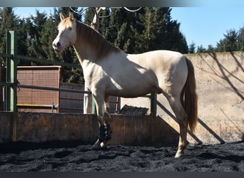 PRE, Hengst, 3 Jahre, 157 cm, Pearl