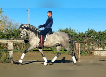 PRE Mix, Hengst, 3 Jahre, 157 cm, Schimmel
