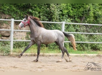 PRE, Hengst, 3 Jahre, 157 cm, Schimmel