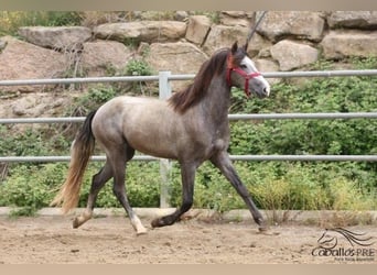 PRE, Hengst, 3 Jahre, 157 cm, Schimmel