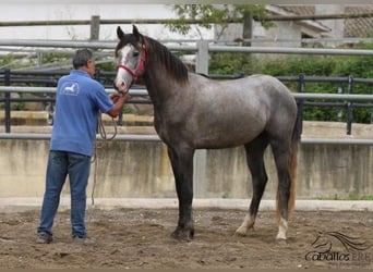 PRE, Hengst, 3 Jahre, 157 cm, Schimmel