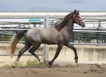 PRE, Hengst, 3 Jahre, 157 cm, Schimmel