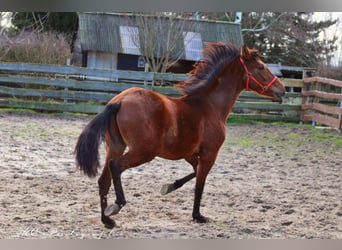 PRE Mix, Hengst, 3 Jahre, 158 cm, Brauner