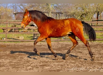 PRE Mix, Hengst, 3 Jahre, 158 cm, Brauner