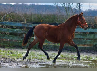 PRE Mix, Hengst, 3 Jahre, 158 cm, Brauner