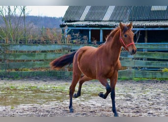 PRE Mix, Hengst, 3 Jahre, 158 cm, Brauner