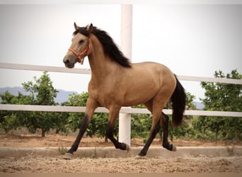 PRE, Hengst, 3 Jahre, 158 cm, Buckskin
