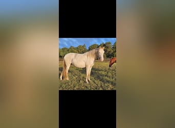 PRE Mix, Hengst, 3 Jahre, 158 cm, Cremello