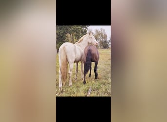 PRE Mix, Hengst, 3 Jahre, 158 cm, Cremello