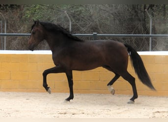 PRE Mix, Hengst, 3 Jahre, 158 cm, Dunkelbrauner