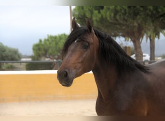 PRE Mix, Hengst, 3 Jahre, 158 cm, Dunkelbrauner