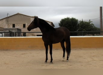 PRE Mix, Hengst, 3 Jahre, 158 cm, Dunkelbrauner