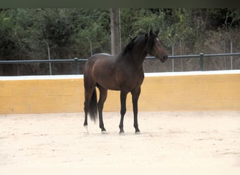 PRE Mix, Hengst, 3 Jahre, 158 cm, Dunkelbrauner