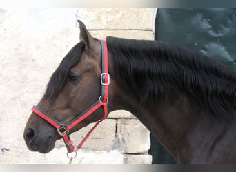 PRE Mix, Hengst, 3 Jahre, 158 cm, Dunkelbrauner