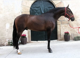 PRE Mix, Hengst, 3 Jahre, 158 cm, Dunkelbrauner