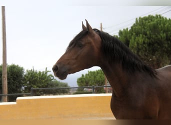 PRE Mix, Hengst, 3 Jahre, 158 cm, Dunkelbrauner