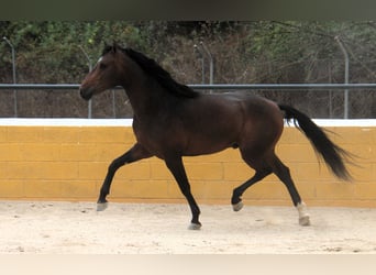 PRE Mix, Hengst, 3 Jahre, 158 cm, Dunkelbrauner
