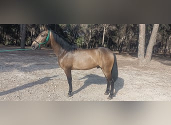 PRE, Hengst, 3 Jahre, 158 cm, Falbe
