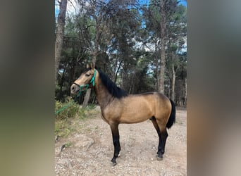 PRE, Hengst, 3 Jahre, 158 cm, Falbe