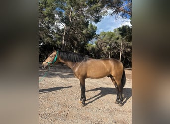 PRE, Hengst, 3 Jahre, 158 cm, Falbe