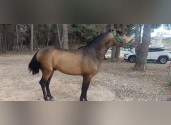 PRE, Hengst, 3 Jahre, 158 cm, Falbe