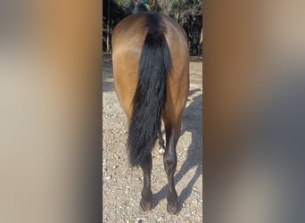 PRE, Hengst, 3 Jahre, 158 cm, Falbe