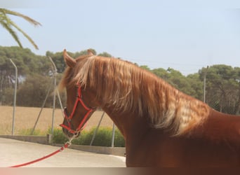 PRE Mix, Hengst, 3 Jahre, 158 cm, Fuchs