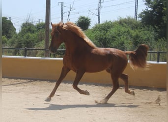 PRE Mix, Hengst, 3 Jahre, 158 cm, Fuchs