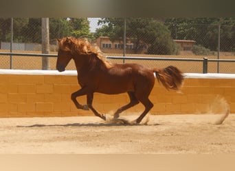 PRE Mix, Hengst, 3 Jahre, 158 cm, Fuchs