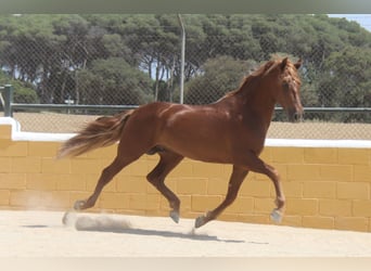 PRE Mix, Hengst, 3 Jahre, 158 cm, Fuchs