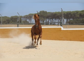 PRE Mix, Hengst, 3 Jahre, 158 cm, Fuchs