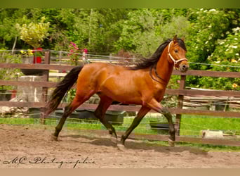 PRE Mix, Hengst, 3 Jahre, 158 cm, Hellbrauner