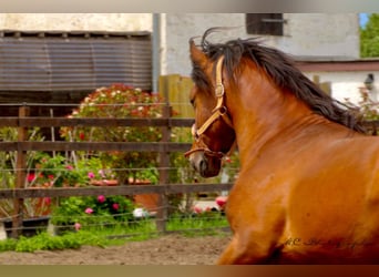 PRE Mix, Hengst, 3 Jahre, 158 cm, Hellbrauner