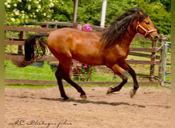 PRE Mix, Hengst, 3 Jahre, 158 cm, Hellbrauner