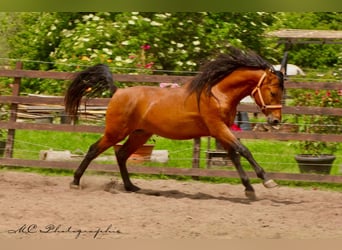 PRE Mix, Hengst, 3 Jahre, 158 cm, Hellbrauner