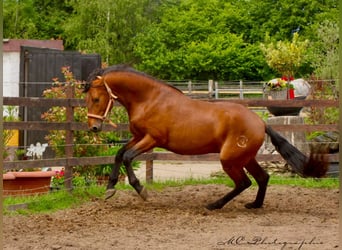 PRE Mix, Hengst, 3 Jahre, 158 cm, Hellbrauner