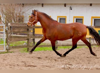PRE Mix, Hengst, 3 Jahre, 158 cm, Hellbrauner