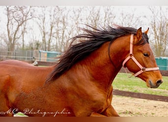 PRE Mix, Hengst, 3 Jahre, 158 cm, Hellbrauner