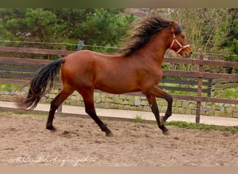 PRE Mix, Hengst, 3 Jahre, 158 cm, Hellbrauner
