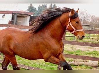 PRE Mix, Hengst, 3 Jahre, 158 cm, Hellbrauner