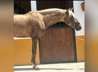 PRE Mix, Hengst, 3 Jahre, 158 cm, Palomino