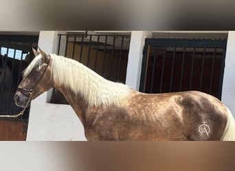PRE Mix, Hengst, 3 Jahre, 158 cm, Palomino