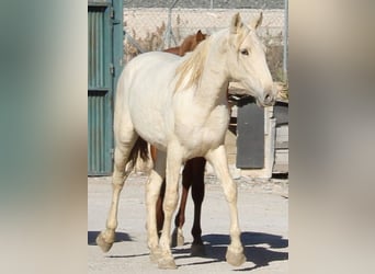 PRE, Hengst, 3 Jahre, 158 cm, Palomino