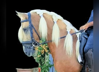 PRE, Hengst, 3 Jahre, 158 cm, Palomino